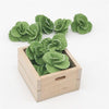 5 PCS 1:12  Mini House Toy Vegetable Simulation Cabbage Kitchen Accessory Mini House Toy(Green)