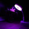 100LM LED USB Portable Desk Lamp (Purple Light)