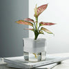Hydroponic Transparent Visible Plastic Flower Pot, Size: 10x10x11.3cm(Translucent)