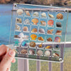 36 Grids Acrylic Magnetic Seashell Storage Display Box Beads Jewelry Nail Art Storage Box