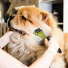 Pet Grooming Comb, Double-Sided Dematting Tool for Cats & Dogs (Green)