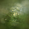 49mm Central Exposure Edge Blur Close-Up Photography Special Effects Filter