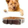 Leather Dog Collar, Medium (42cm), Complexion