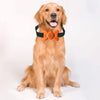 Anti Bark Collar for Dogs - Voice Activated (Orange)