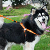 Dog Collar, Harness & Leash Set, Orange, M (15kg, 43-67cm Chest)