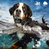 800m Dog Training Collar - 3 Dogs - Vibration, Sound, Static - IP67 Waterproof