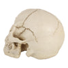 Skull Head Hallowmas Prop Gadget Display, Size: 19(L) x 13(W) x 14cm(H)(White)