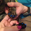 20x XS Green Cat Nail Caps - Silicone Paw Protectors for Kittens