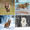Wireless Dog Fence & Trainer - 300m Range, Rechargeable