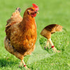 20mm Numbered Poultry Leg Rings (100 Pack) - Chickens, Ducks, Geese