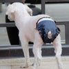Dog Nappies Female XXL, Washable, Leakproof Period Pants
