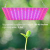 LED Plant Growth Lamp Red Blue Spectrum Flower Fill Light Planting Lamp Room Quantum Plate Plant Light, Power: 81 Beads EU Plug