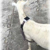 GPS Tracker for Sheep & Small Hunting Dogs - V34/V44