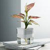 Hydroponic Transparent Visible Plastic Flower Pot, Size: 10x10x11.3cm(White)