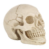 Skull Head Hallowmas Prop Gadget Display, Size: 19(L) x 13(W) x 14cm(H)(White)