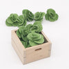 5 PCS 1:12  Mini House Toy Vegetable Simulation Cabbage Kitchen Accessory Mini House Toy(Green)