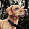 Rechargeable Anti Bark Collar for Dogs - Black