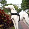 Reflective Dog Harness & Lead, Black, S (2*50*62cm) - Small Dogs