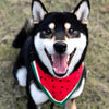 Waterproof Watermelon Dog Scarf, L (30-50cm Neck)