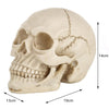 Skull Head Hallowmas Prop Gadget Display, Size: 19(L) x 13(W) x 14cm(H)(White)
