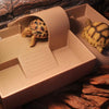 Turtle Basking Platform - Floating Island for Aquariums