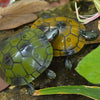 9993 Infrared Sensor Remote Control Simulated Tortoise Creative Children Electric Tricky Toy Model (Yellow)