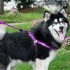 Purple Dog Collar, Harness & Leash Set - Large (35kg, 57-90cm Chest)