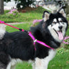 Magenta Dog Collar, Harness & Leash Set - L (35kg, 57-90cm Chest)