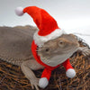 Christmas Lizard Costume, Hat & Scarf Set