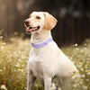 Waterproof Dog Collar, Adjustable, Purple, Medium