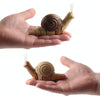 7701 Children Electric Infrared Remote Control Snail Simulation Tricky Pet(Gray)