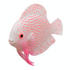 Glow-in-the-Dark Silicone Tropical Fish Ornament - Pink