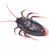 Tricky Funny Toy Infrared Remote Control Scary Creepy Cockroach, Size: 7.5*14cm