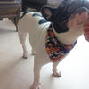 Dog Thanksgiving Bibs 3 Pack - Triangle Scarf Pet Saliva Towel