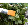 2 PCS Horticultural Plant Brushes Debris Brush Dust Brushes Multi-meat Plant Brushes Micro-landscape Moss Household Small Brush Tools