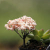 5pcs Micro Landscape Ornaments Simulated Christmas Trees Succulent Accessories Materials, Style: Yellow Flowers Green Background