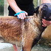 Pet Shower Brush with Hose - Dog & Cat Grooming Tool