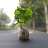 Mini Car Potted Ornaments Decoration Simulated Flower Pots, Style: Zen Jar