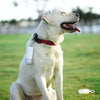 LED Dog Pooper Scooper & Bag Dispenser (White)