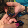 Cat Nail Caps, Small Green (20 pcs) - Soft Silicone Paw Claw Protectors