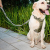Reflective Bungee Dog Lead | Green | Stretchy Nylon | Strong & Durable