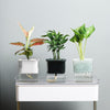 Hydroponic Transparent Visible Plastic Flower Pot, Size: 10x10x11.3cm(White)