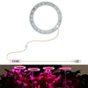 LED Plant Growth Lamp Full Spectroscopy Intelligent Timing Indoor Fill Light Ring Plant Lamp, Power: One Head(Pink Light)