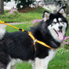 Dog Collar, Harness & Leash Set, Yellow, M (15kg, 43-67cm Chest)